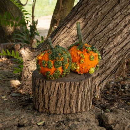 Picture of Pumpkin Miniwarts F1